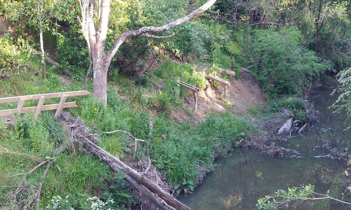 Massey Uni Totara Forest River Loop, Auckland