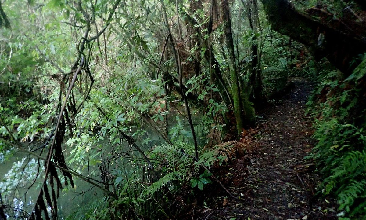 Lake Mangamahoe, Taranaki