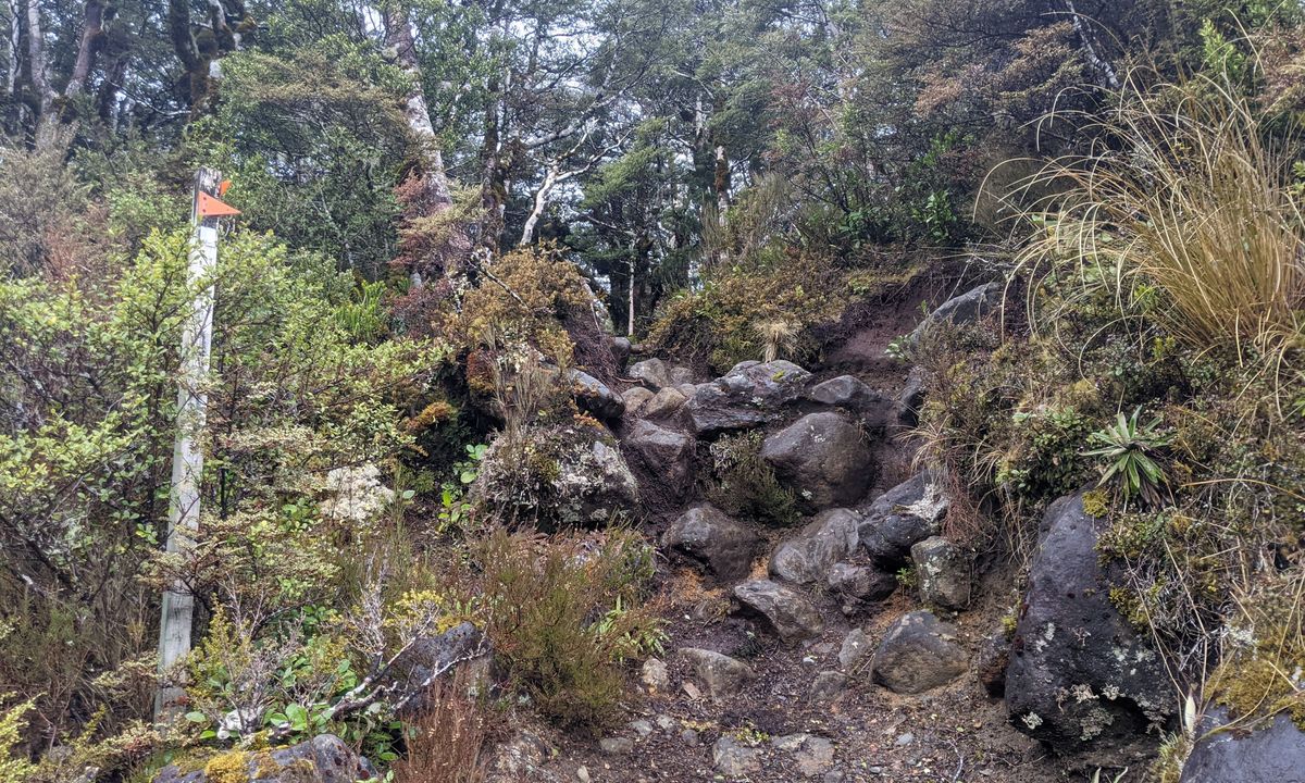 Hauhangatahi Wilderness, Manawatu - Wanganui