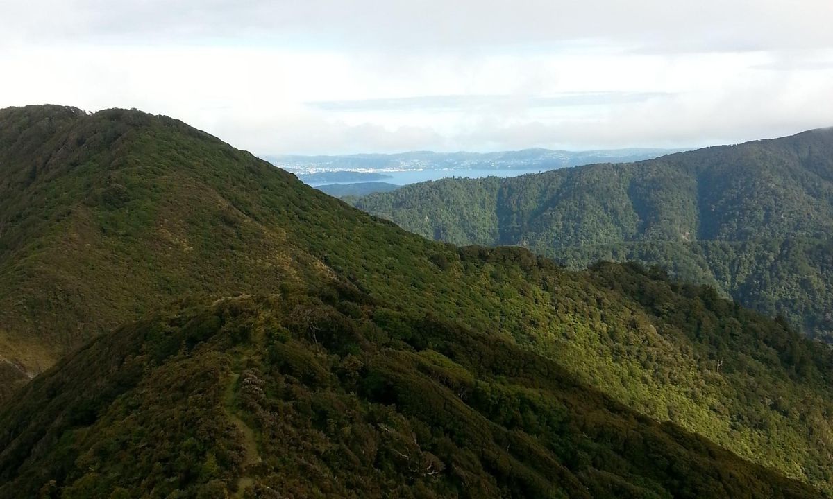 Mt Matthews, Wellington