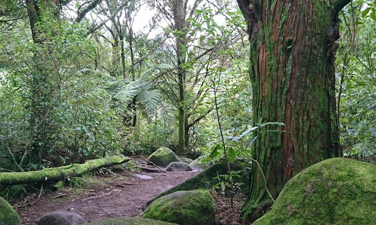 Wairere Falls, Waikato