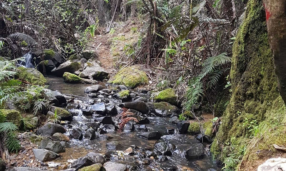 Rocky's Path Tararu, Waikato