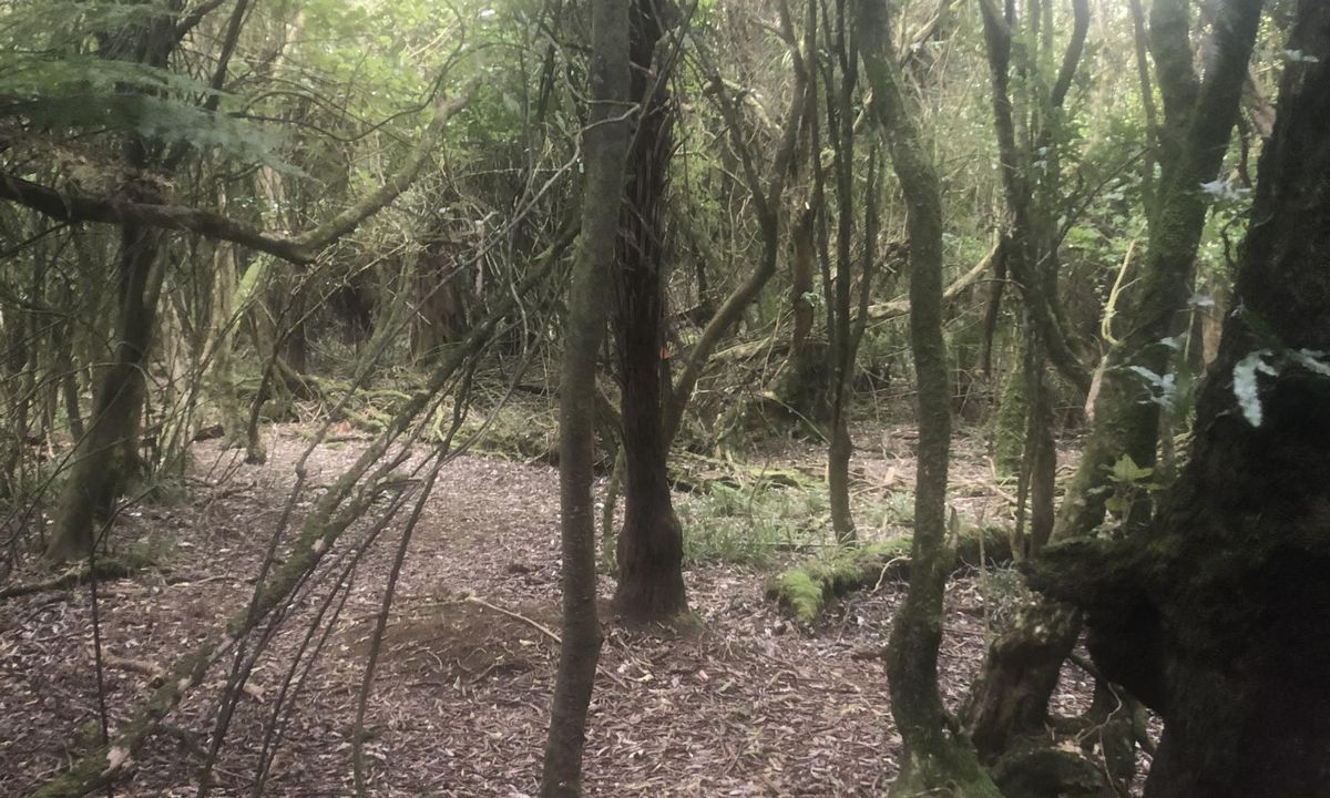 Waitahinga Dam Loop, Manawatu - Wanganui