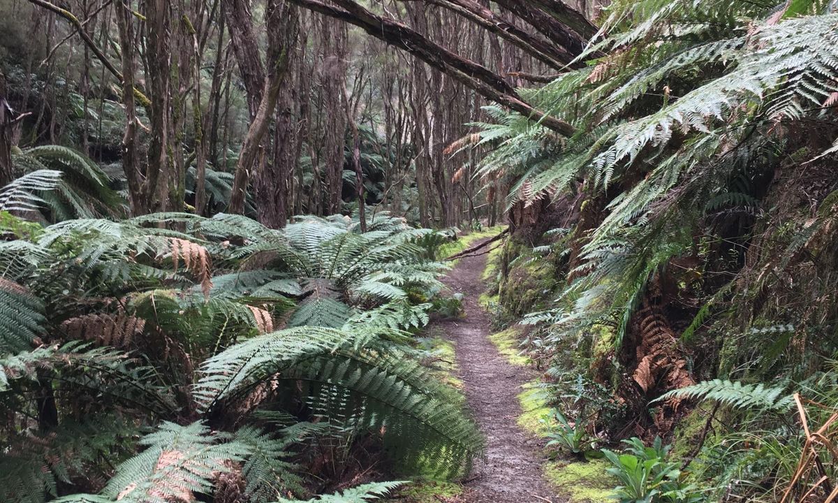 Tarawera Trail Route Recce, Bay of Plenty