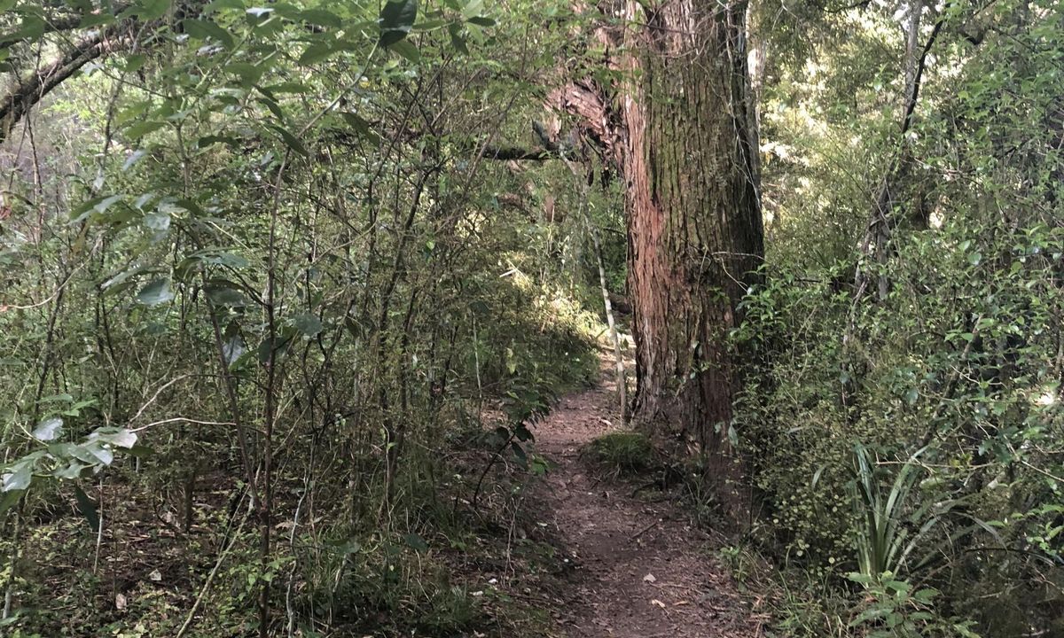 Massey Uni Totara Forest River Loop, Auckland