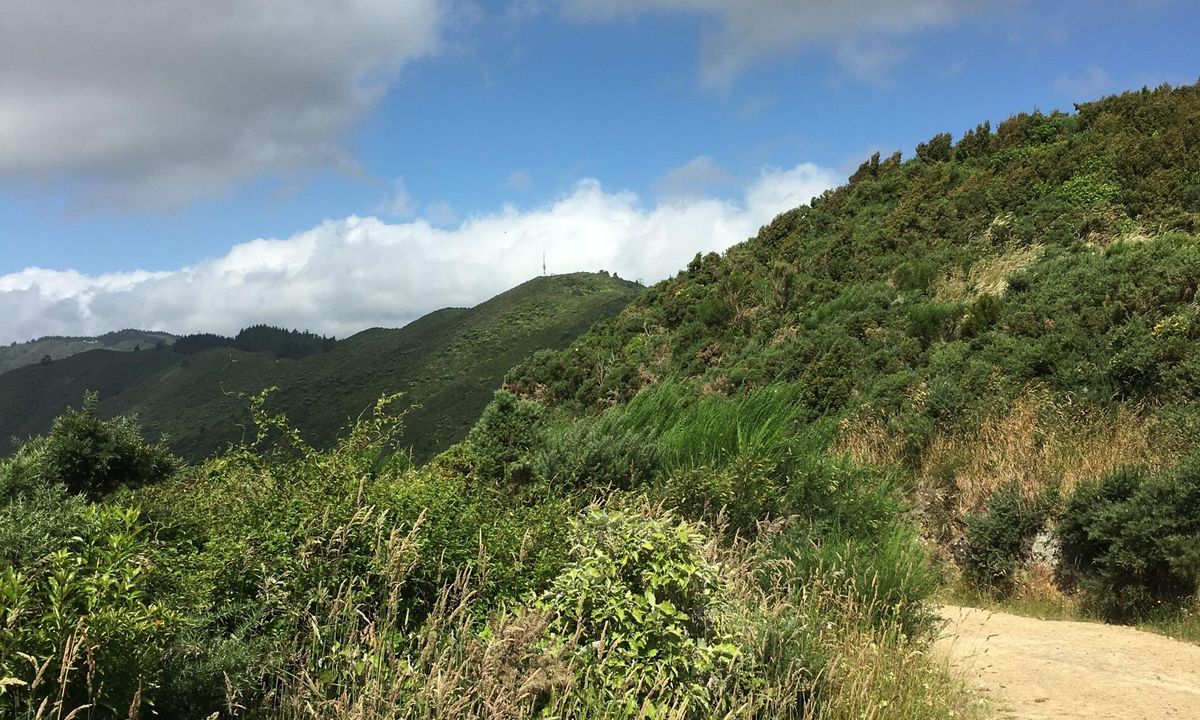 Te Whiti Firebreak Calf Burn, Wellington