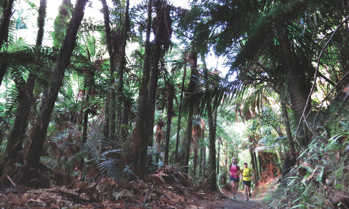 Pakihi Track, Bay of Plenty