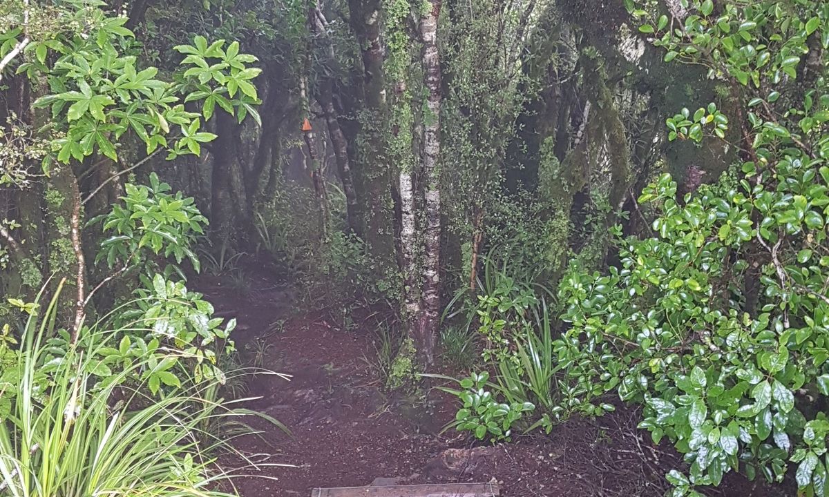 Te Aroha Summit Loop, Waikato