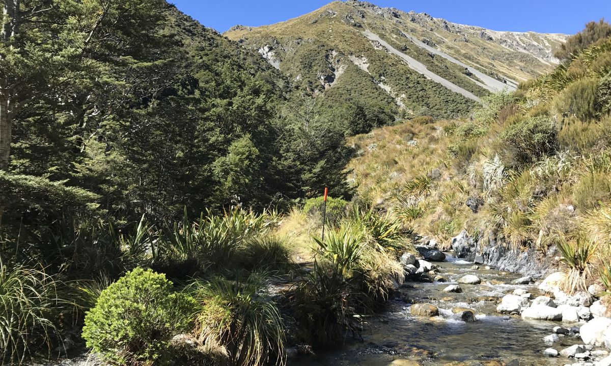 Speargrass - Robert Ridge, Tasman