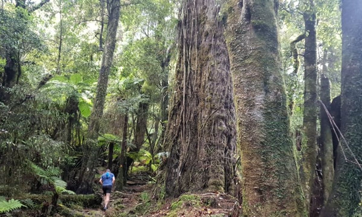 Mount Te Kinga, West Coast