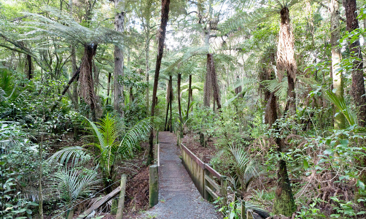 Totara park bike clearance track