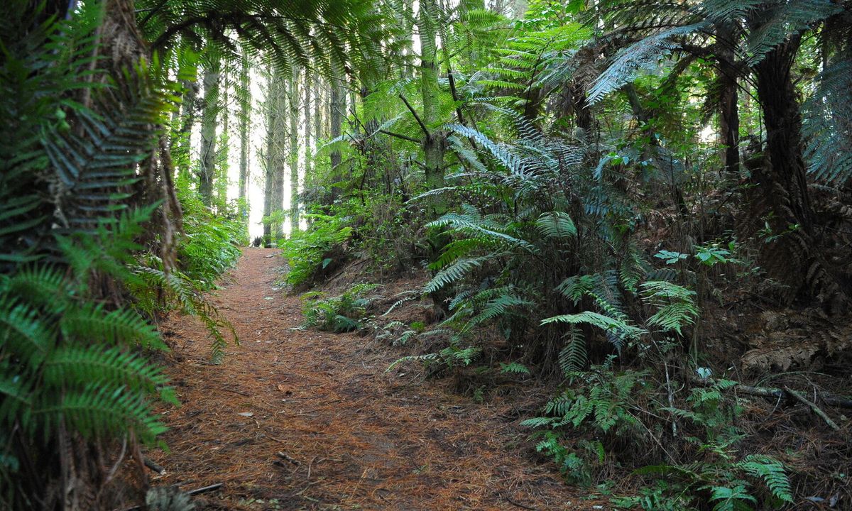 Tokavegas trails, Waikato