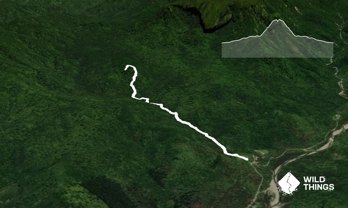 Cooksen Kauri Trail , Waikato