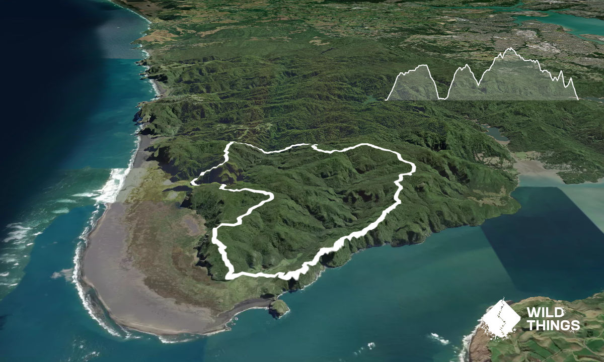 Wild Turkey  & Omanawanui, Auckland
