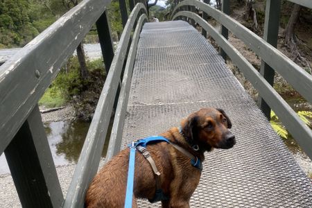 Catchpool Dress Circle