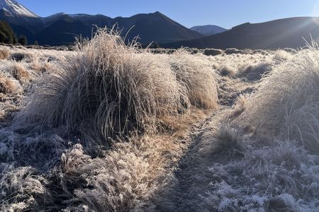 Dracophyllum / Camp Saddle Loop