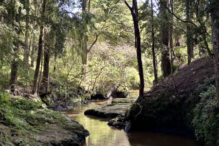 Morrinsville Gully & River Run