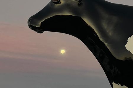 Morrinsville Gully & River Run