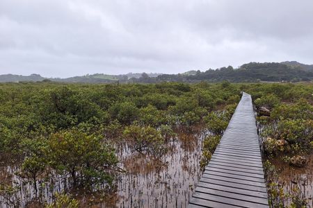 Paihia - Russell Loop