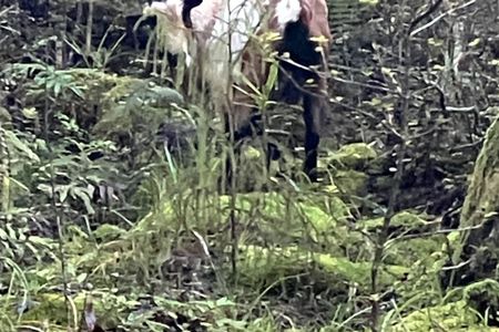 Porarari to Cave Creek