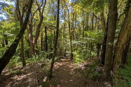Raglan Whāingaroa Beach and Bush