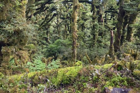 Te Iringa (Kaimanawas)