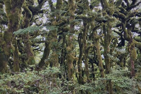 Te Iringa (Kaimanawas)