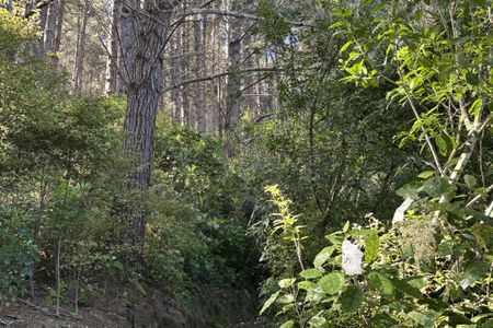 Te Ngahere-o-Tawa Loop