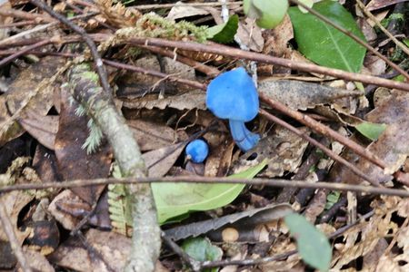 Te Whare Okioki & Mangamuka Huts Loop