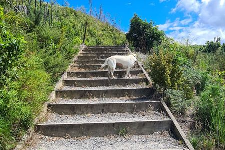 Waihi Beach Trig and Forest Loop