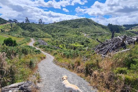 Waihi Beach Trig and Forest Loop