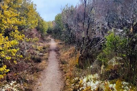Waihāhā Hut Return
