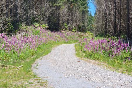 Whakarewarewa Circuit - the Black Track