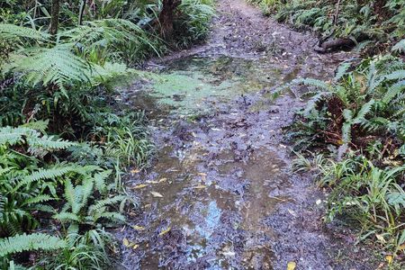 Whare Flat to Pulpit Rock 