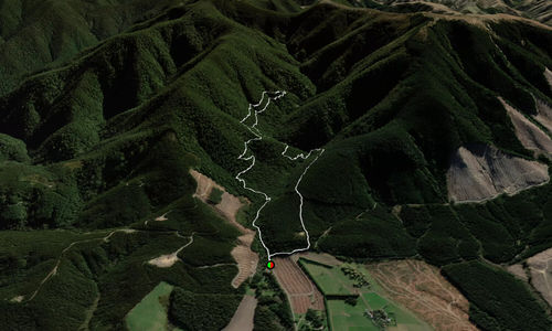 Mt Thomas Forest Loop