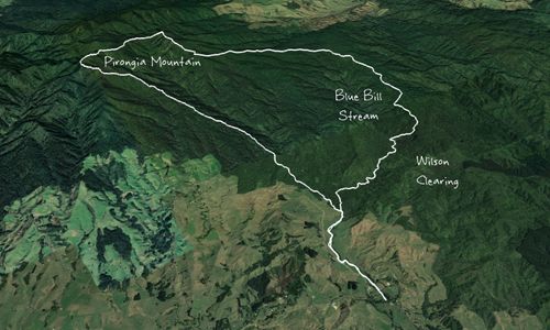 Pirongia Loop of Insanity.