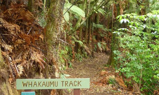 Whakaumu Track, Bay of Plenty