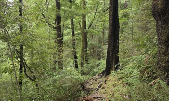 Trig K Clockwise, Marlborough