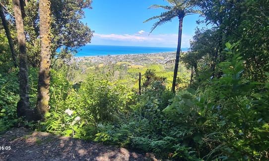 Waihi Beach Trig and Forest Loop, Bay of Plenty