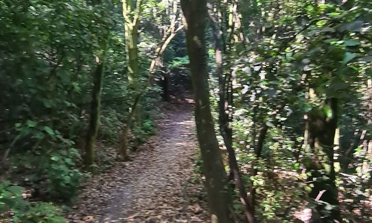 Waihi Beach Trig and Forest Loop, Bay of Plenty