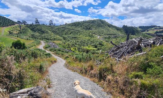 Waihi Beach Trig and Forest Loop, Bay of Plenty
