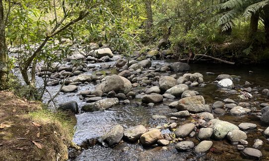 Tuhuanui half (ish), Waikato