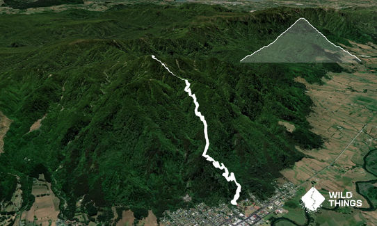 Up the Love, Waikato