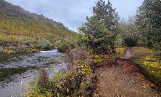 Waihāhā Hut Return, Waikato
