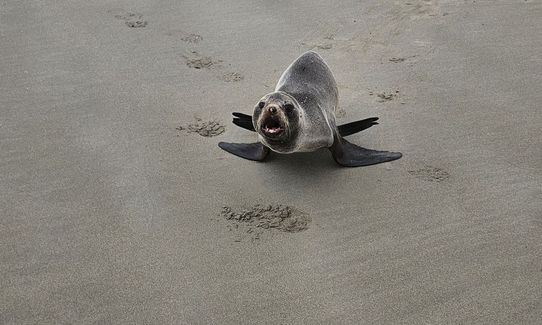 Waikuku Beach and Estuary Loop, Canterbury