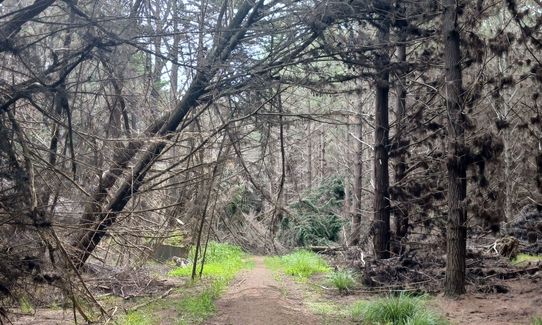 Waitarere Forest, Manawatu - Wanganui