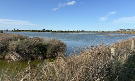 Westshore Conservation Loop, Hawkes Bay