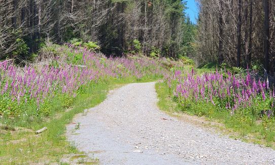 Whakarewarewa Circuit - the Black Track, Bay of Plenty