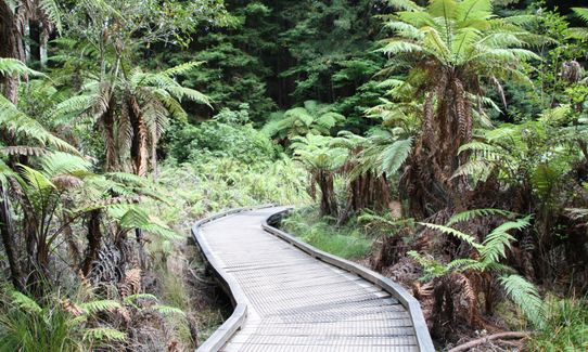 Pohaturoa Track, Bay of Plenty