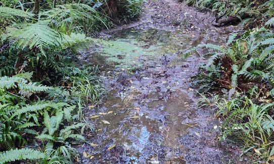 Whare Flat to Pulpit Rock , Otago